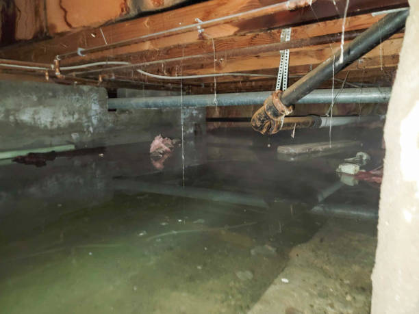 Best Water damage mitigation services  in Horizon City, TX